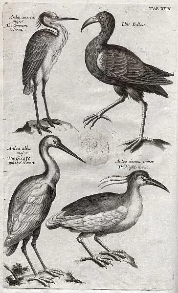 Plate depicting two species of Heron, Ibis bellon and the Ni