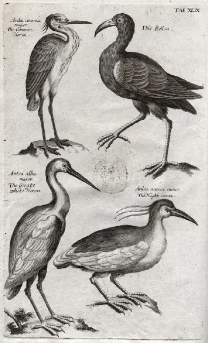 Framed Print : Plate depicting two species of Heron, Ibis bellon and the Ni Framed Print : Plate depicting two species of Heron, Ibis bellon and the Ni