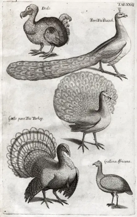 Framed Print : Plate depicting various birds including the Dodo, Turkey Framed Print : Plate depicting various birds including the Dodo, Turkey