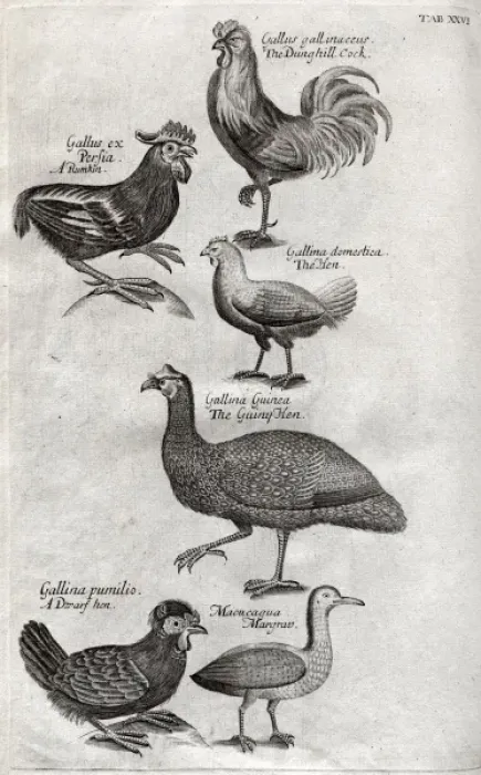Framed Print : Plate depicting various birds, mainly poultry Framed Print : Plate depicting various birds, mainly poultry