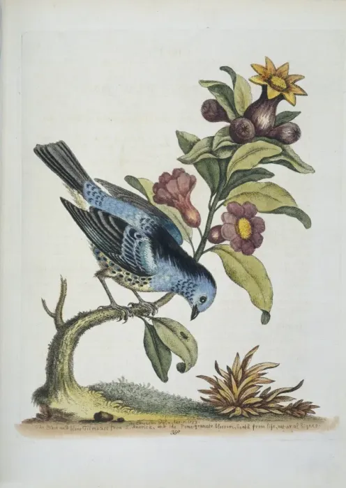 Framed Print : Plate from The Gleanings of Natural History by George Edward Framed Print : Plate from The Gleanings of Natural History by George Edward