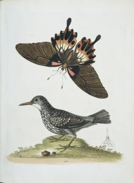 Framed Print : Plate from The Gleanings of Natural History by George Edward Framed Print : Plate from The Gleanings of Natural History by George Edward