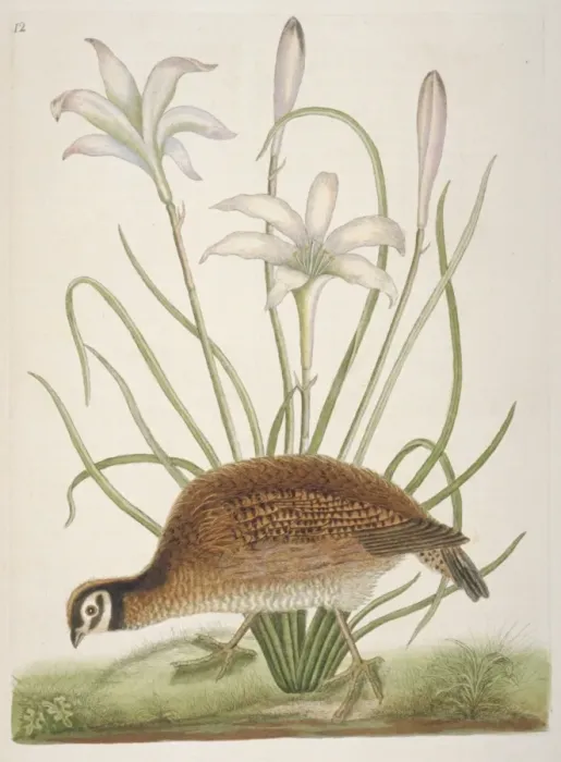 Framed Print : Plate from The Natural History of Carolina by Mark Catesby Framed Print : Plate from The Natural History of Carolina by Mark Catesby