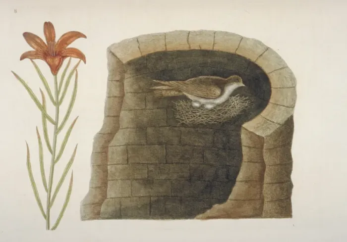 Framed Print : Plate from The Natural History of Carolina by Mark Catesby Framed Print : Plate from The Natural History of Carolina by Mark Catesby