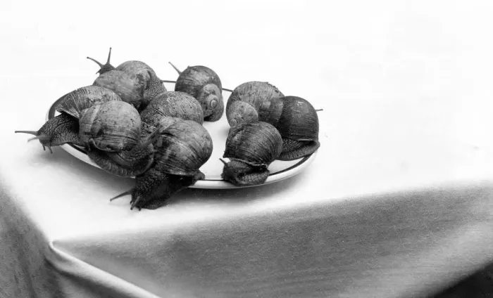 Framed Print : A Plate of Snails Framed Print : A Plate of Snails