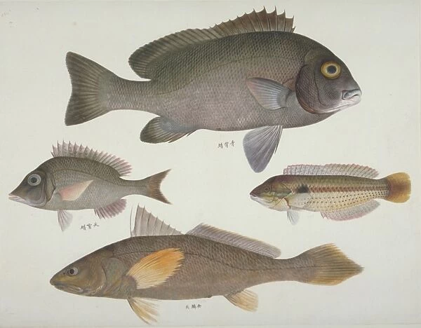Plate106 from the John Reeves Collection