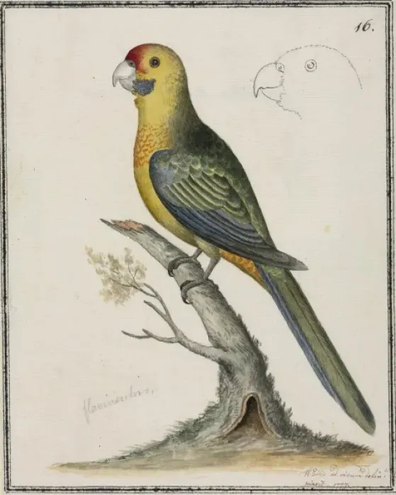 Framed Print : Platycercus caledonicus, green rosella Framed Print : Platycercus caledonicus, green rosella