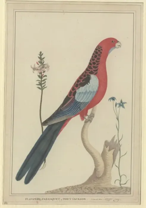 Framed Print : Platycercus elegans, crimson rosella Framed Print : Platycercus elegans, crimson rosella