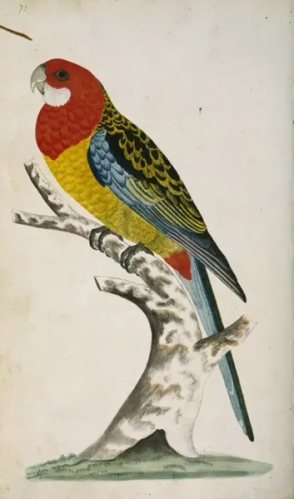 Framed Print : Platycercus eximius, eastern rosella Framed Print : Platycercus eximius, eastern rosella