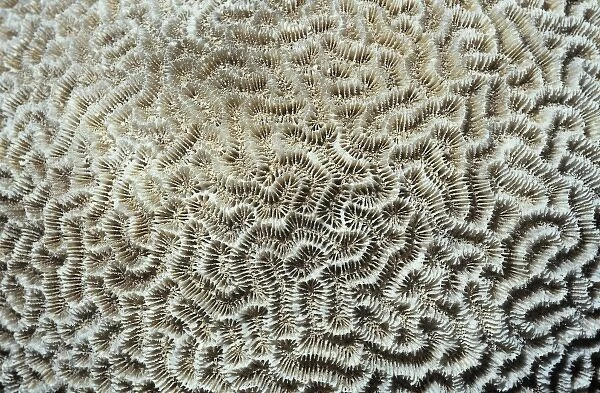 Platygyra daedalea, brain coral