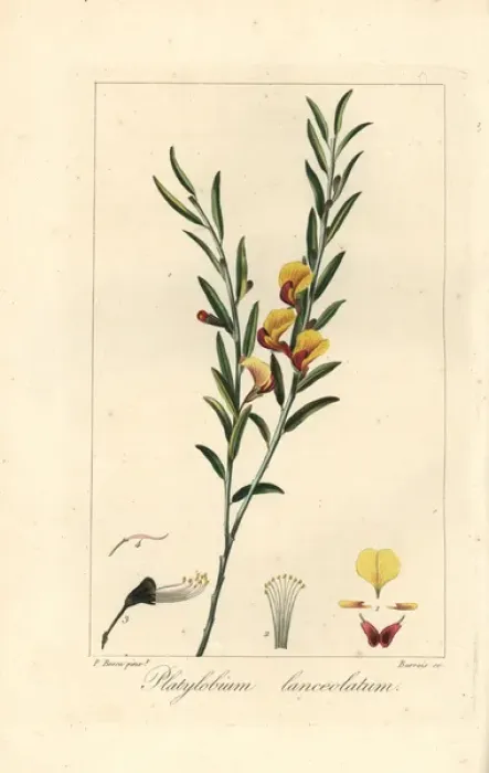 Framed Print : Platylobium lanceolatum, native to Australia Framed Print : Platylobium lanceolatum, native to Australia