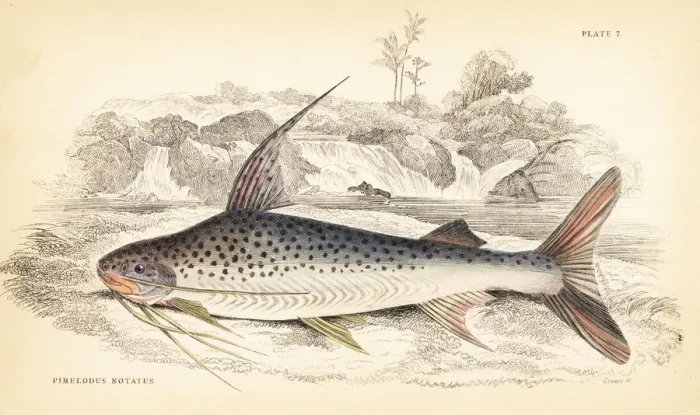 Framed Print : Platynematichthys notatus catfish Framed Print : Platynematichthys notatus catfish