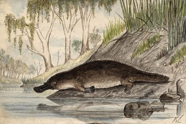 Platypus. Date: circa 1860s