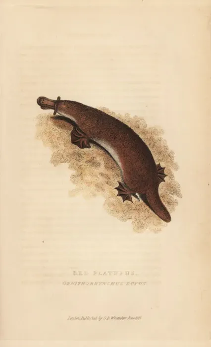 Framed Print : Platypus, Ornithorhynchus anatinus Framed Print : Platypus, Ornithorhynchus anatinus