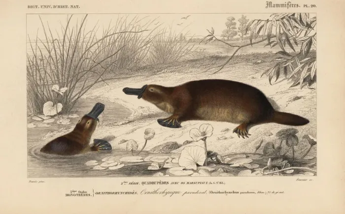 Framed Print : Platypus, Ornithorhynchus anatinus Framed Print : Platypus, Ornithorhynchus anatinus