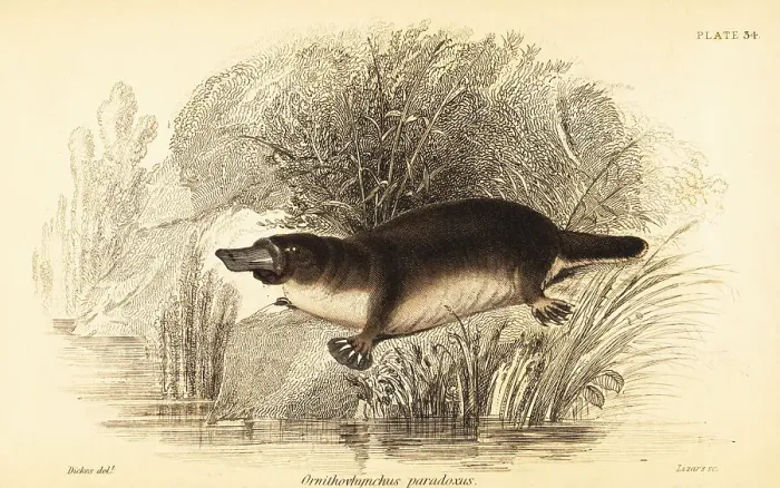 Framed Print : Platypus, Ornithorhynchus anatinus Framed Print : Platypus, Ornithorhynchus anatinus
