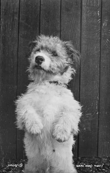 Framed Print : A Playful Pup Framed Print : A Playful Pup