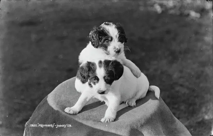 Framed Print : Playful Puppies Framed Print : Playful Puppies