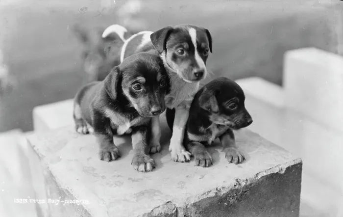 Framed Print : Three Playful Puppies Framed Print : Three Playful Puppies