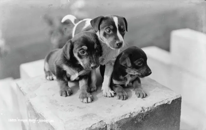 Framed Print : Three Playful Puppies Framed Print : Three Playful Puppies