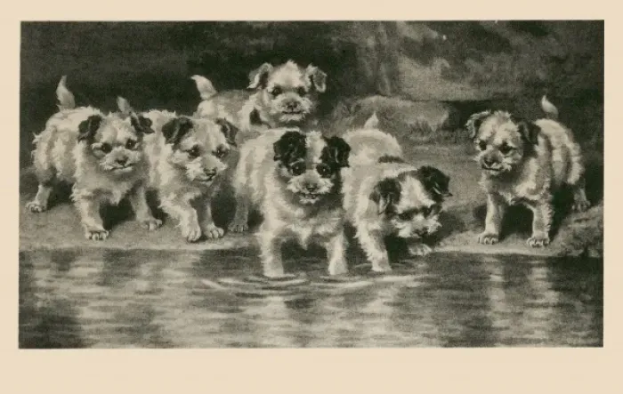 Framed Print : Playful Puppies Framed Print : Playful Puppies