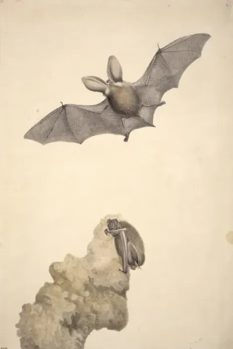 Framed Print : Plecotus auritus, brown long-eared bat Framed Print : Plecotus auritus, brown long-eared bat