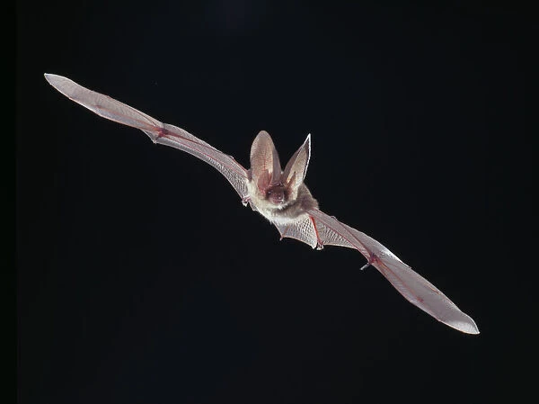 Plecotus sp., long-eared bat