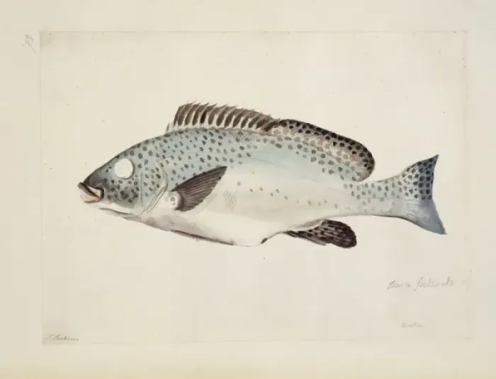 Framed Print : Plectorhynchus picus, Oriental sweetlips Framed Print : Plectorhynchus picus, Oriental sweetlips