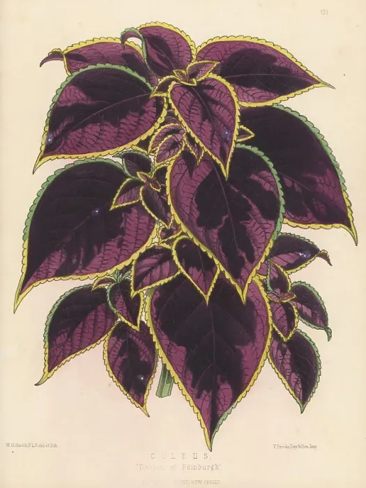 Framed Print : Plectranthus scutellarioides variety, Duchess of Edinburgh Framed Print : Plectranthus scutellarioides variety, Duchess of Edinburgh