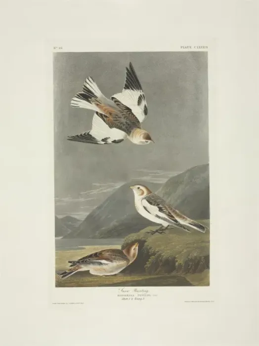 Framed Print : Plectrophenax nivalis, snow bunting Framed Print : Plectrophenax nivalis, snow bunting