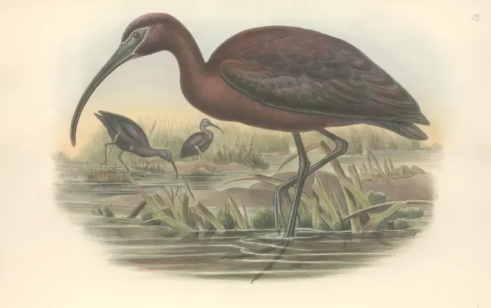 Framed Print : Plegadis falcinellus, glossy ibis Framed Print : Plegadis falcinellus, glossy ibis