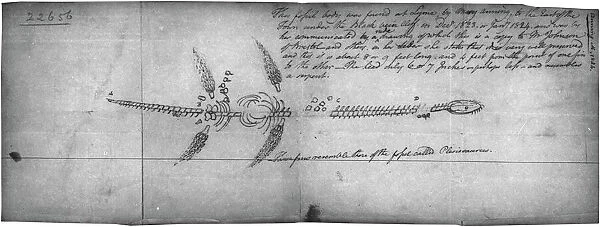 Plesiosaur sketch. A sketch of the plesiosaur fossil discovered by Mary Anning