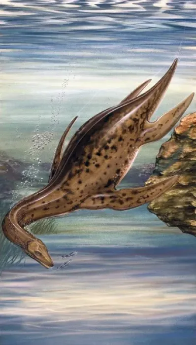 Framed Print : Plesiosaurus Framed Print : Plesiosaurus