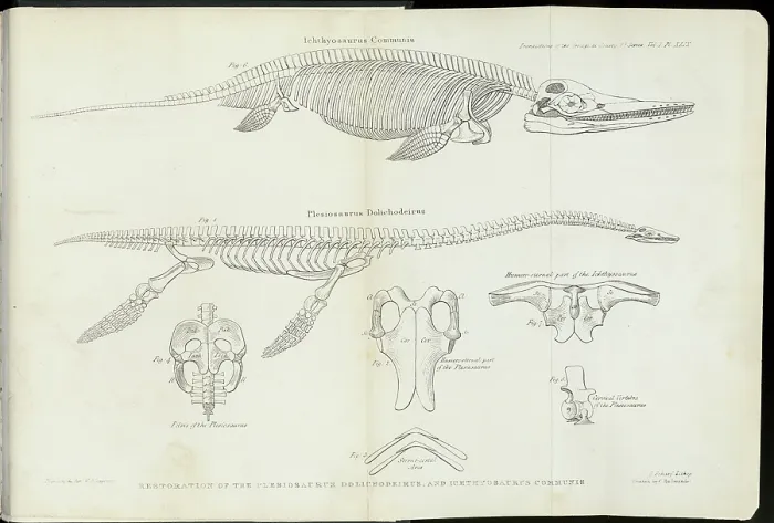 Framed Print : Plesiosaurus Dolichodeirus and Ichthyosaurus Communis Framed Print : Plesiosaurus Dolichodeirus and Ichthyosaurus Communis