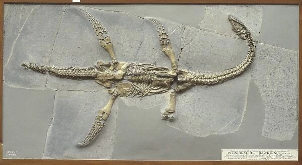 Plesiosaurus hawkinsii