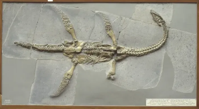 Framed Print : Plesiosaurus hawkinsii Framed Print : Plesiosaurus hawkinsii