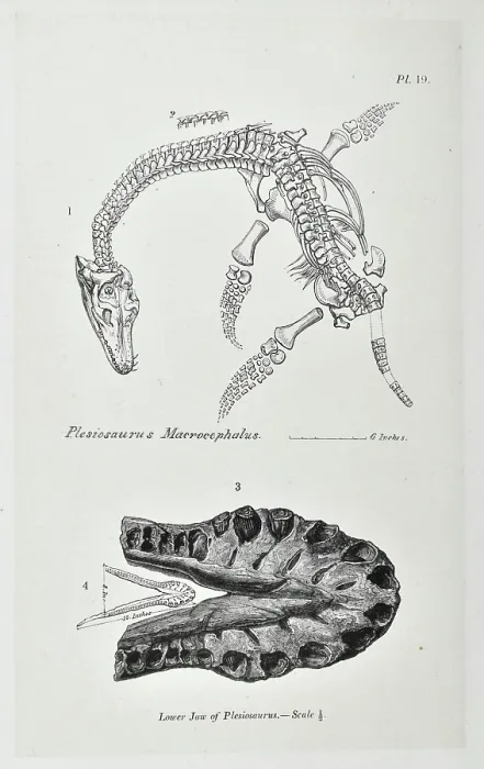 Framed Print : Plesiosaurus macrocephalus Framed Print : Plesiosaurus macrocephalus