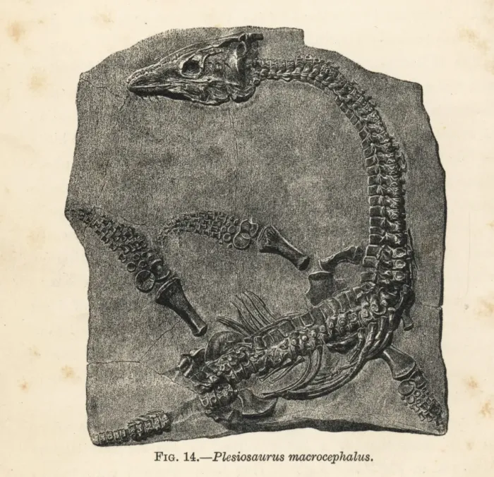 Framed Print : Plesiosaurus macrocephalus fossil skeleton Framed Print : Plesiosaurus macrocephalus fossil skeleton