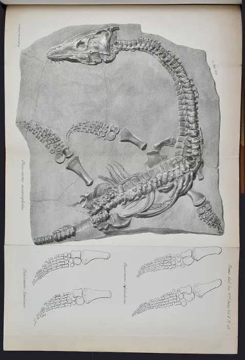 Framed Print : Plesiosaurus macrocephalus (lithograph) Framed Print : Plesiosaurus macrocephalus (lithograph)