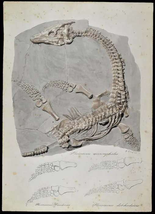 Framed Print : Plesiosaurus macrocephalus (original artwork) Framed Print : Plesiosaurus macrocephalus (original artwork)