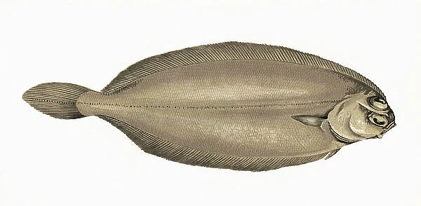 Pleuronectes elongatus, or Long Flounder