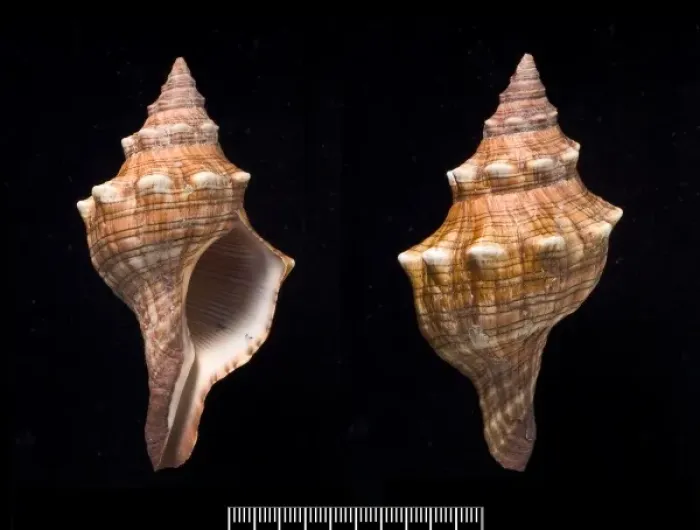 Framed Print : Pleuroploca trapezium, trapezium horse conch Framed Print : Pleuroploca trapezium, trapezium horse conch