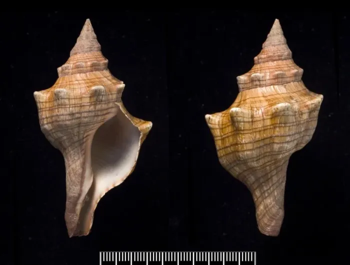 Framed Print : Pleuroploca trapezium, trapezium horse conch Framed Print : Pleuroploca trapezium, trapezium horse conch