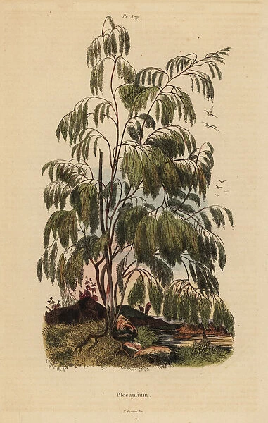 Plocama pendula shrub