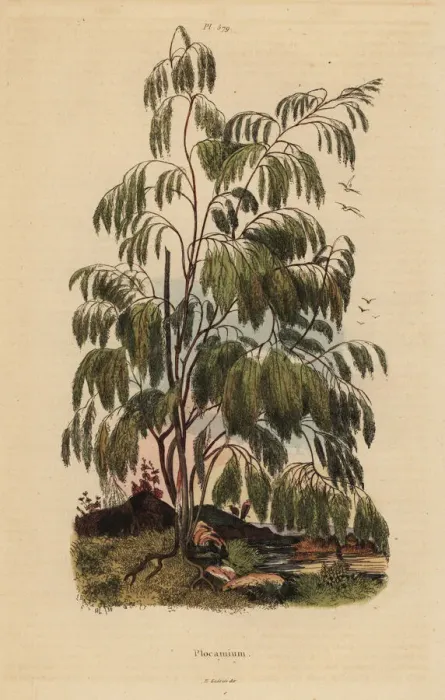 Framed Print : Plocama pendula shrub Framed Print : Plocama pendula shrub