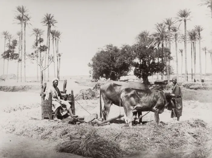 Framed Print : Ploughen with oxen, Egypt, agriculture Framed Print : Ploughen with oxen, Egypt, agriculture