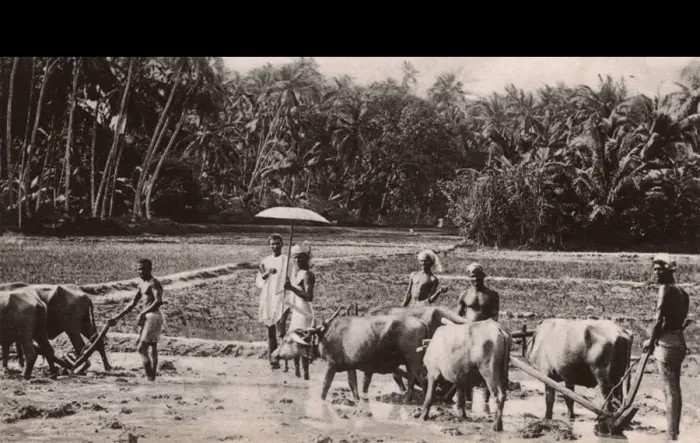 Framed Print : Ploughing with Buffalo - Malabar region of southern India Framed Print : Ploughing with Buffalo - Malabar region of southern India