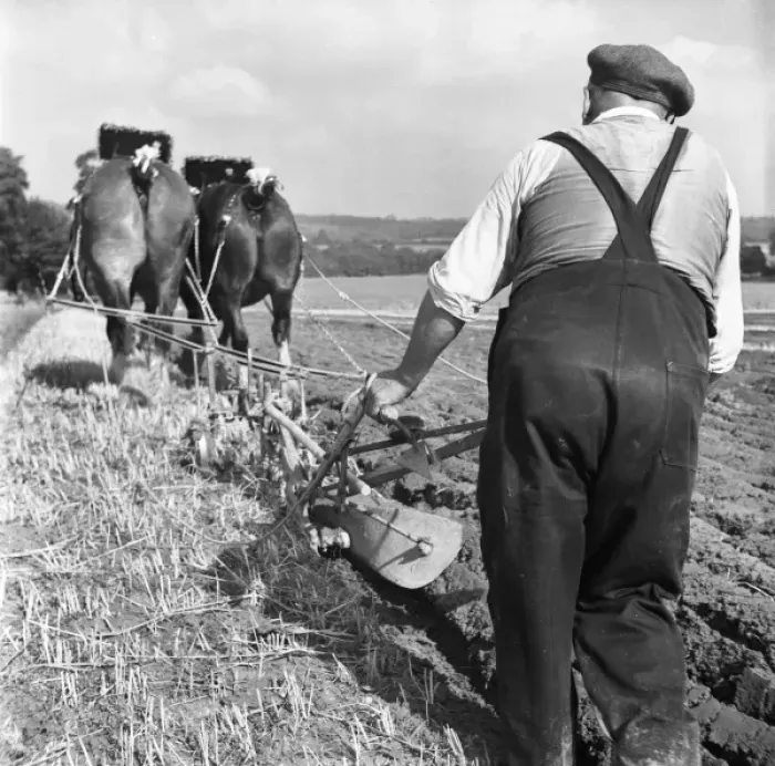 Framed Print : Ploughing Contest 1950S Framed Print : Ploughing Contest 1950S