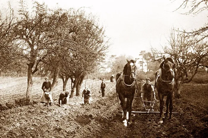 Framed Print : Ploughing early 1900s Framed Print : Ploughing early 1900s