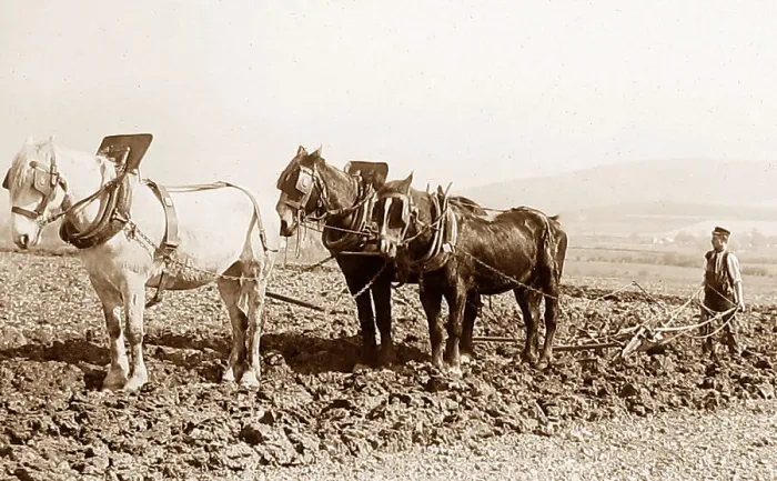 Framed Print : Ploughing early 1900s Framed Print : Ploughing early 1900s